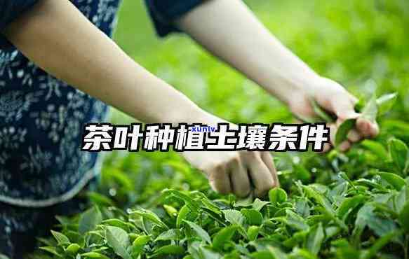 种茶叶需要什么土条件？了解种植所需的关键要素