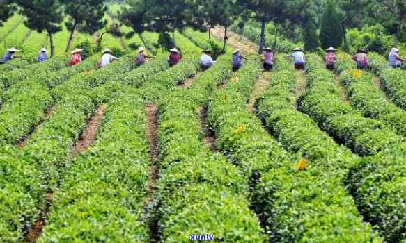 种茶叶用什么土，揭秘茶叶种植的土选择