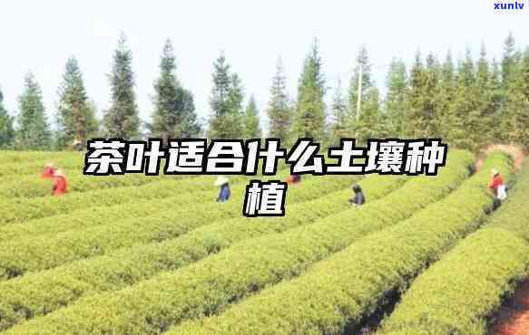 种茶叶用什么土，揭秘茶叶种植的土选择