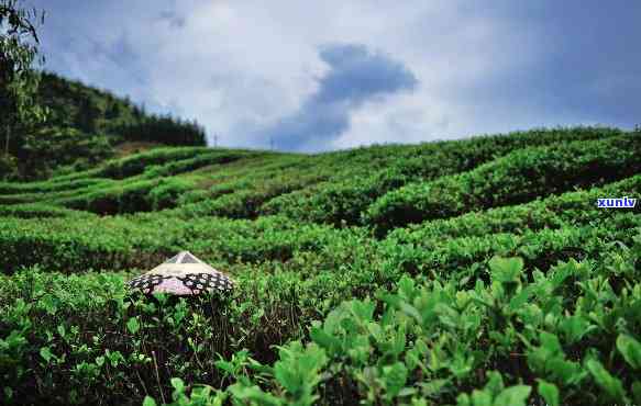 种茶叶树需要什么土质？了解种植茶叶所需的理想土条件