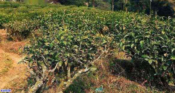 种茶叶树需要什么土质？了解种植茶叶所需的理想土条件