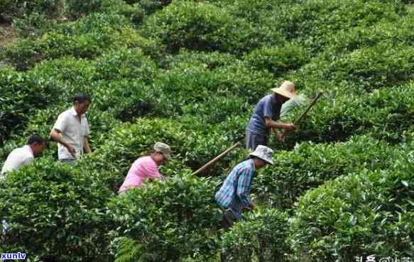 种茶叶树需要什么土质？了解种植茶叶所需的理想土条件