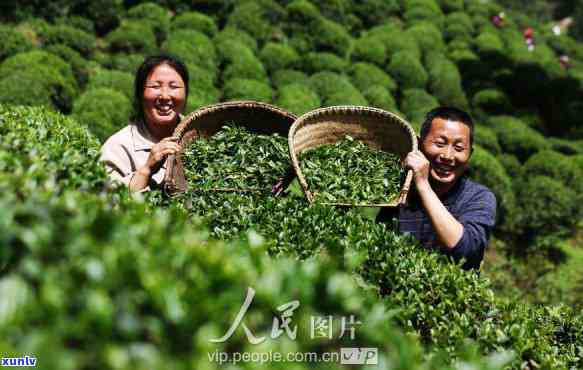 种茶叶需要什么土-种茶叶需要什么土条件