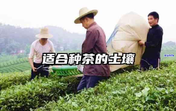 适合茶叶种植的土，黄金茶园的秘密：揭秘适合茶叶种植的理想土条件