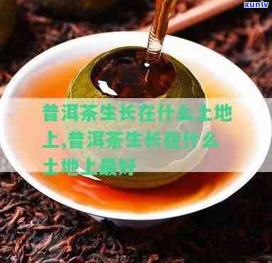 适合茶叶生长的土-适合茶叶生长的土类型