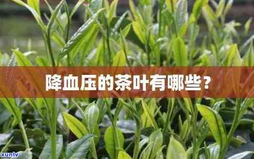 哪种茶叶降血压效果好，探讨茶叶降血压效果：哪种最有效？