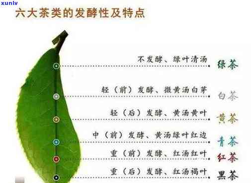 茶叶品种按叶片大小分类详解