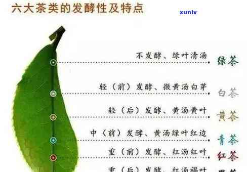 茶叶按叶片大小分类：详细解析与常见类别