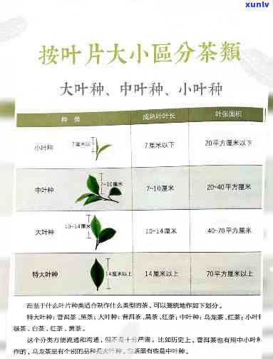 茶叶品种按叶片大小-茶叶品种按叶片大小分类