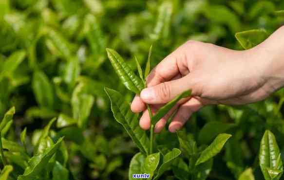 贵州茶叶产量生产情况，贵州茶叶产量持续增长，生产情况稳步向好