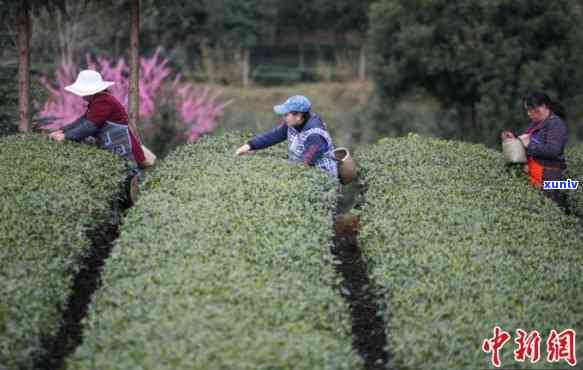 贵州茶叶产量生产情况，贵州茶叶产量持续增长，生产情况稳步向好