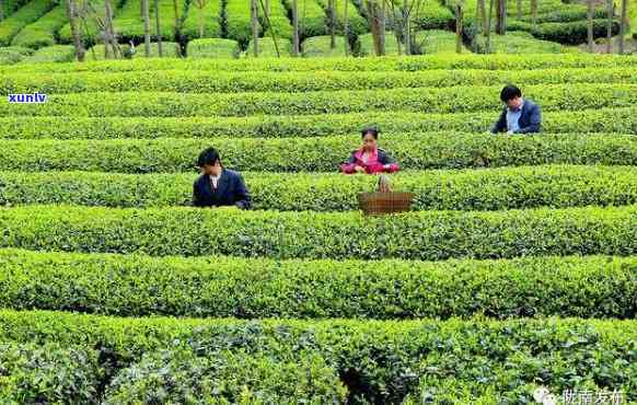 陇南茶叶，打造知名茶叶，探索陇南茶产业的未来之路