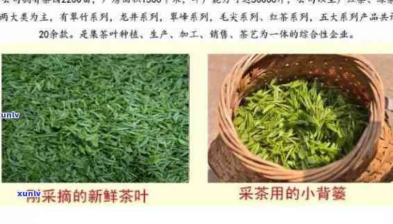 肃陇南名茶：探索优质茶叶产地