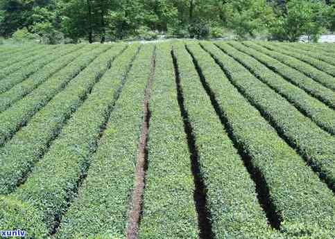 肃陇南茶叶哪个好-肃省陇南的茶叶