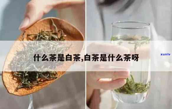 茶叶上白白的是什么-茶叶上白白的是什么茶