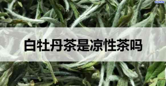 白牡丹白茶性寒吗？了解其性质及适宜人群