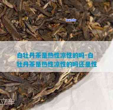 白牡丹茶叶是凉性吗-白牡丹茶叶是凉性吗还是热性