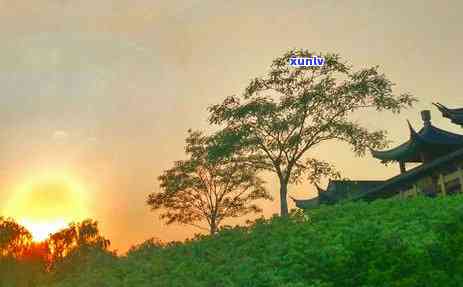 南京雨花石茶叶怎么样，探秘南京雨花石茶叶：口感、品质、功效全解析