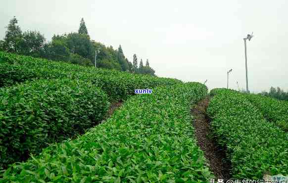 石家的茶叶：探索城市独特风味的茶叶场与茶文化