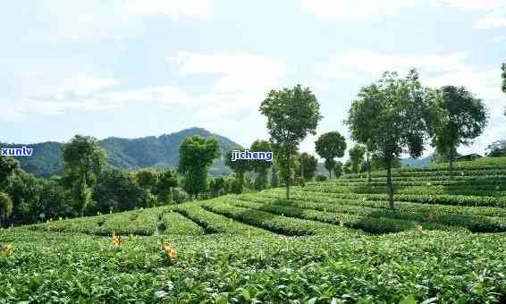 石家的茶叶：探索城市独特风味的茶叶场与茶文化