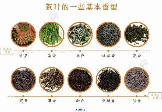 茶叶哪个部位最美味？看图了解！