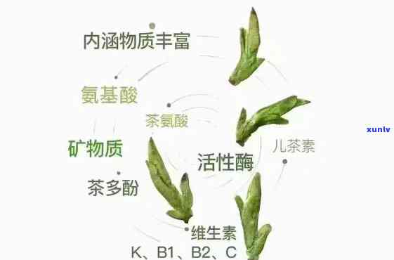 茶叶的哪个部位喝最营养，揭秘茶叶口感与营养价值：哪个部位最值得一试？