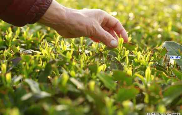 什么节种茶叶最容易成活？从种植到管理全解析