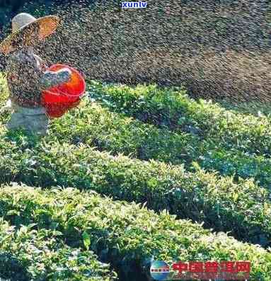 什么节种茶叶-什么节种茶叶活