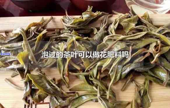 茶叶花用什么肥-茶叶花用什么肥料好