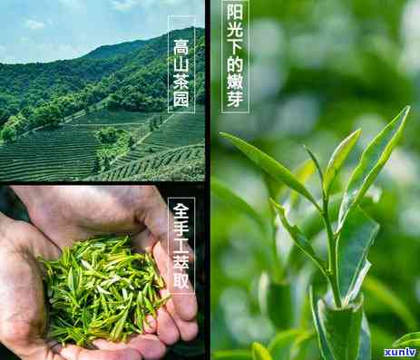 茶叶含硒量多少-茶叶含硒量多少呢