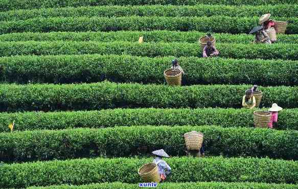 贵州比较出名的茶叶，探秘贵州：揭秘那些知名的茶叶品种