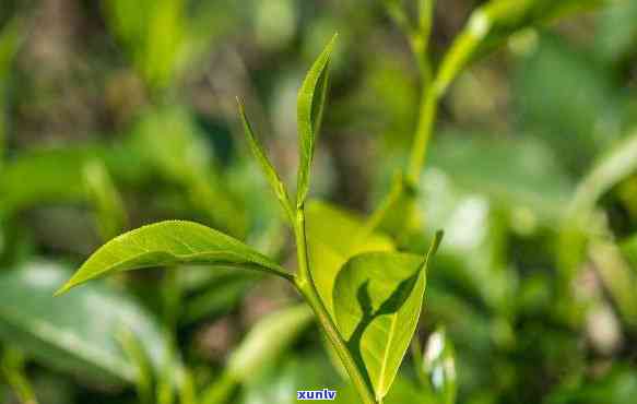 西双版纳的茶叶，探寻西双版纳的茶叶，品味热带风情的香气与口感