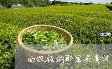 西双版纳茶叶去哪里买，寻找优质西双版纳茶叶？推荐购买地点！