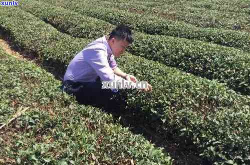 西双版纳茶叶去哪里买，寻找优质西双版纳茶叶？推荐购买地点！