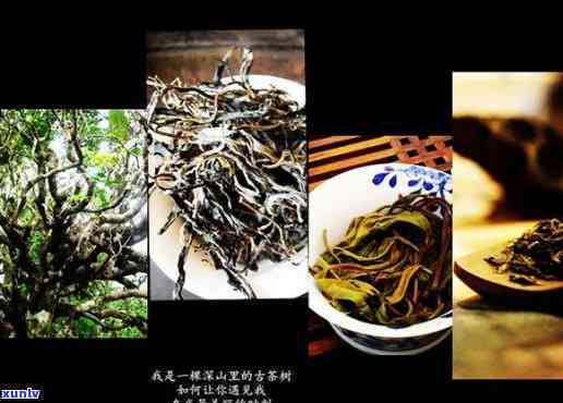 西双版纳哪家茶叶？探索更优质的茶品