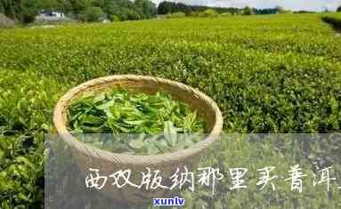 西双版纳哪里茶叶好-西双版纳的茶叶