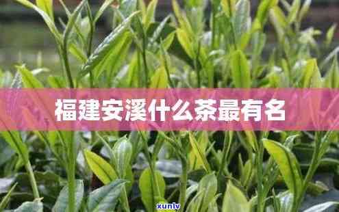 安溪哪里茶叶最出名？揭晓产地与！