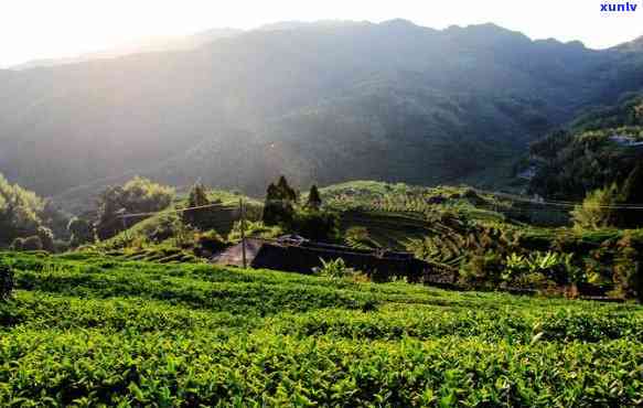 安溪哪个地方的茶，探秘安溪：揭秘茶叶产地！