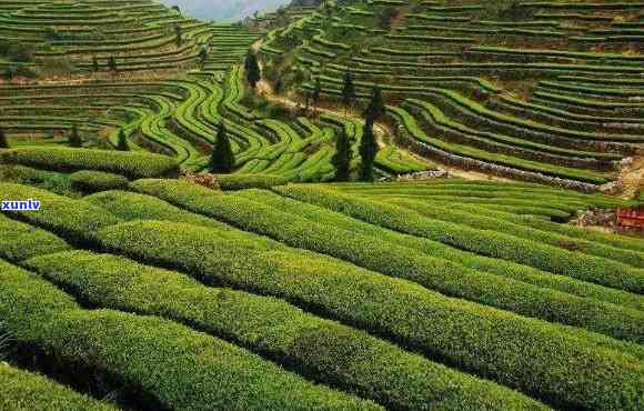 安溪哪里的茶叶-安溪哪里的茶叶喝