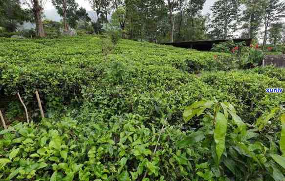 茶叶难种吗，探秘茶叶种植：了解这个难题背后的挑战和技巧