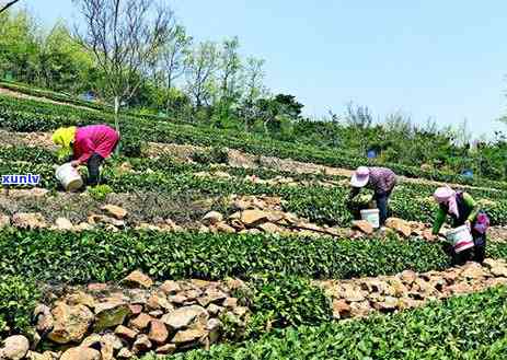 茶叶和茶尖有何区别？详细解析与图片对比