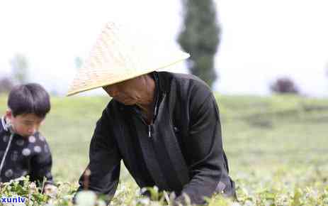 茶叶和茶尖有何区别？详细解析与图片对比