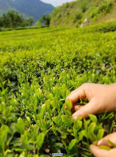 阳哪里产茶叶，探寻湖南好茶：揭秘阳的茶叶产地