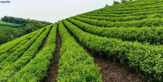 阳哪里产茶叶，探寻湖南好茶：揭秘阳的茶叶产地