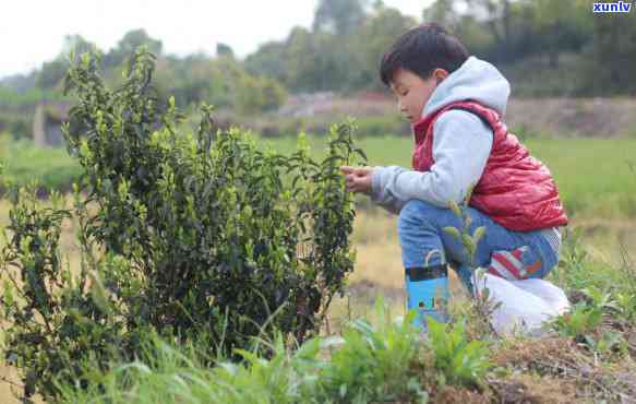 茶叶：越嫩越好还是越老越好？