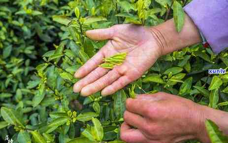 茶叶越嫩味道越淡吗？探讨嫩叶与茶味的关系