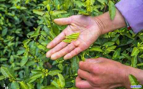 茶叶越嫩味道越淡吗？探讨嫩叶与茶味的关系