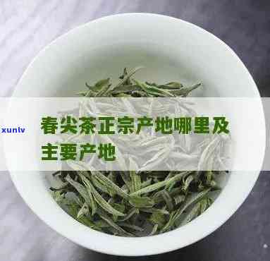 哪里的春尖茶叶-哪里的春尖茶叶喝