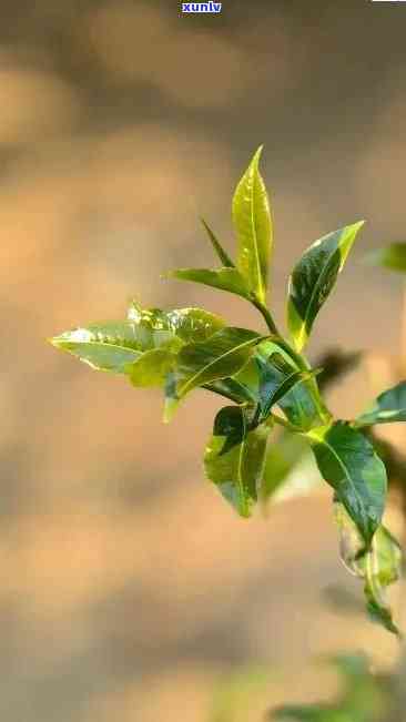 茶叶芽头，品味春天的味道：探索茶叶芽头的美妙世界