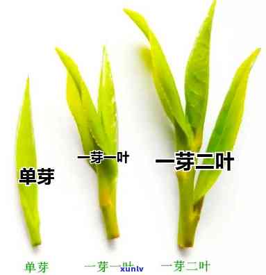 茶叶：芽头好还是叶子好？探讨口感与营养的差异